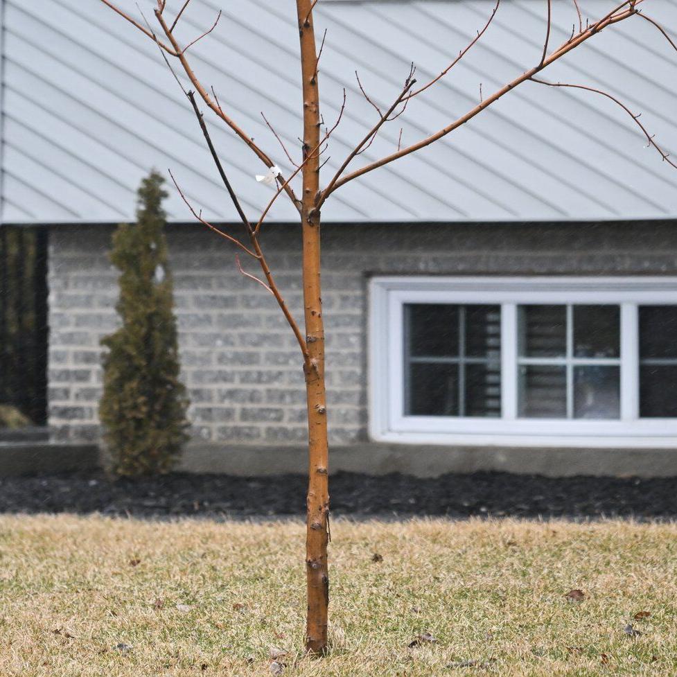 'Tree police': Quebec town charges $200 fee for homeowners with treeless yards